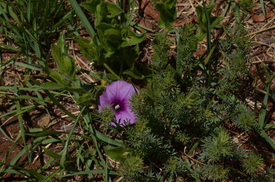 Sivun Ipomoea crassipes Hook. kuva