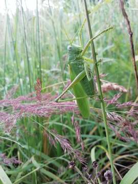 Sivun Tettigonia caudata (Charpentier 1845) kuva