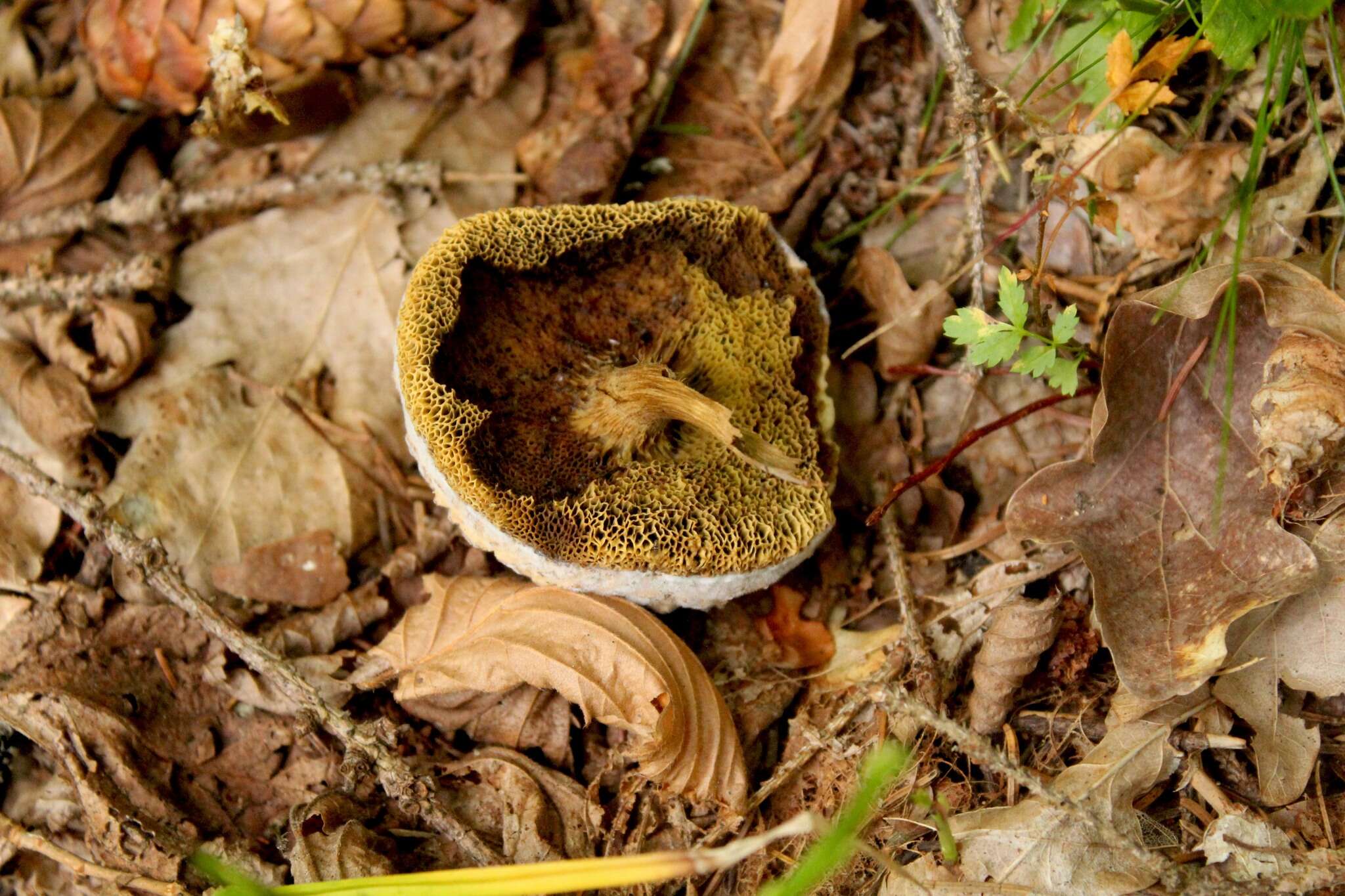 Image of Xerocomellus porosporus (Imler ex Watling) Šutara 2008