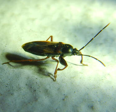 صورة Eremocoris fenestratus (Herrich-Schaeffer 1839)