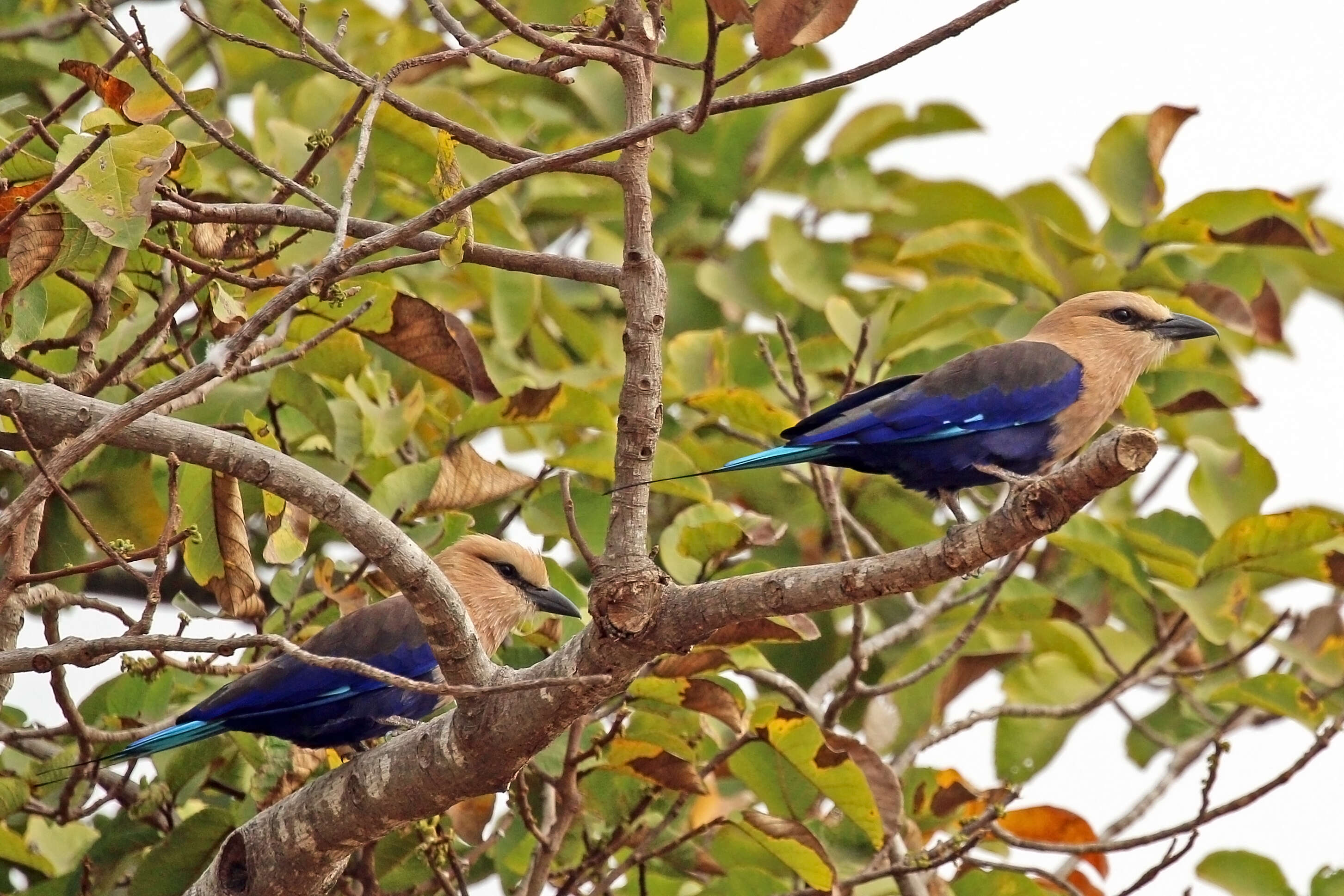 Image of Blue-bellied Roller