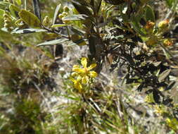 Image of Tetrapterys microphylla (A. Juss.) Nied.