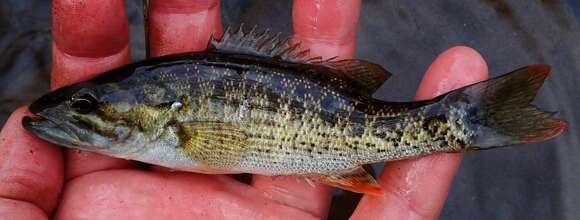 Micropterus chattahoochae Baker, Johnston & Blanton 2013 resmi