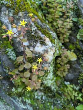 Image of Sedum stellariifolium Franch.