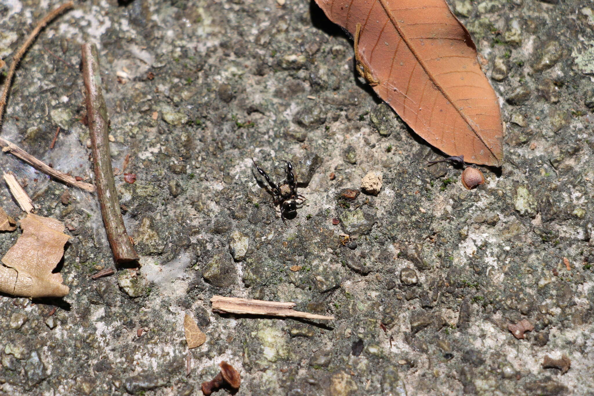 Image de Harmochirus insulanus (Kishida 1914)