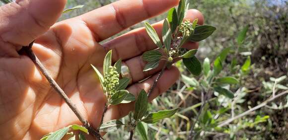 Imagem de Neopringlea integrifolia (Hemsl.) S. Wats.