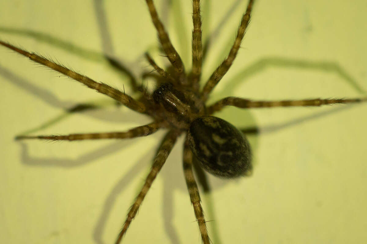 Image of Tegenaria pagana C. L. Koch 1840