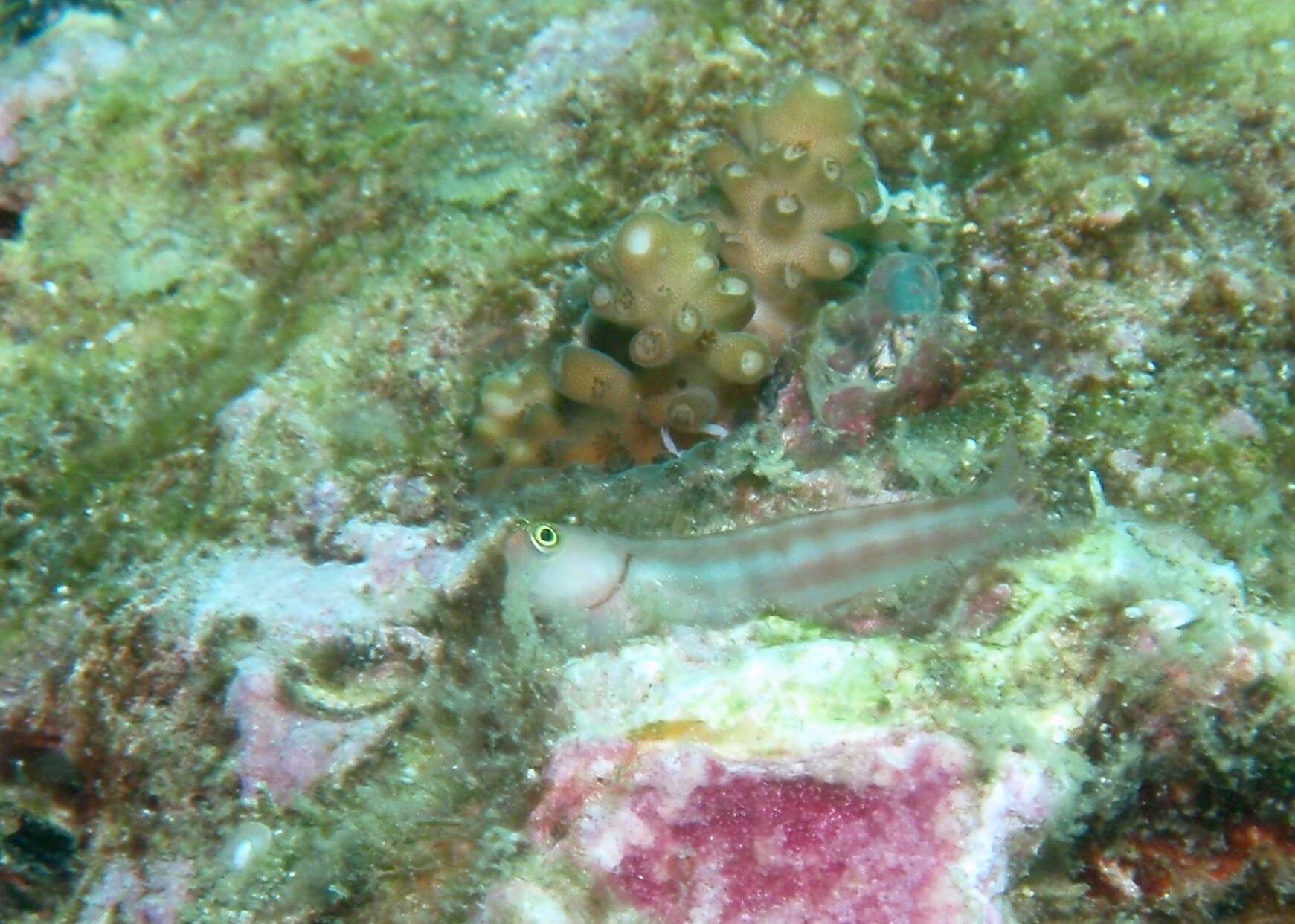 Image of Lubbock&#39;s combtooth-blenny