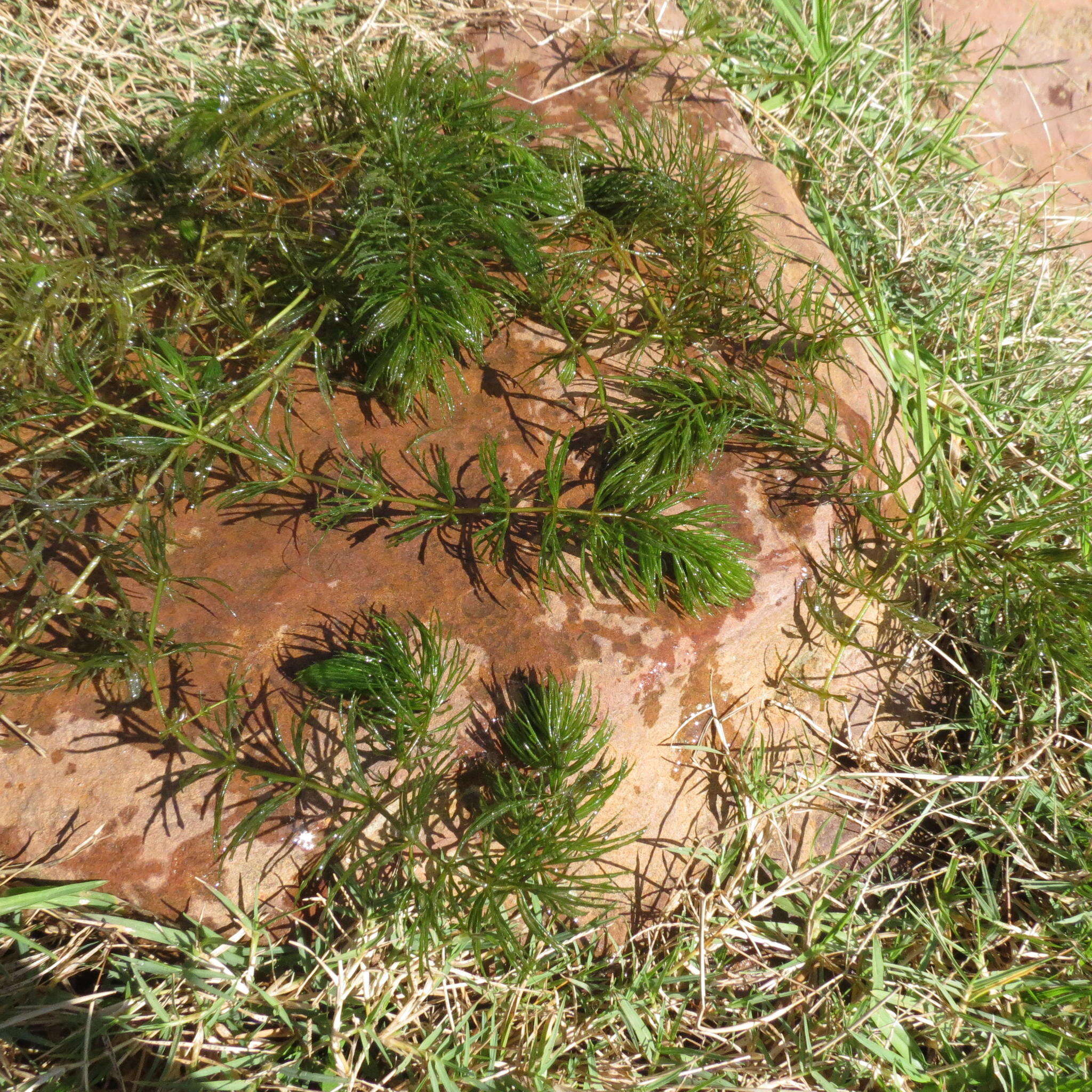 Sivun Ceratophyllum demersum var. demersum kuva