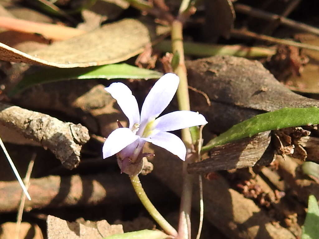 Image of Lobelia pratioides Benth.