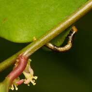 Image of Phyllanthus baladensis Baill.