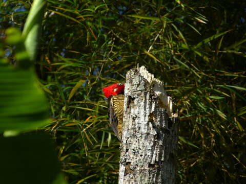 Image of Guayaquil Woodpecker