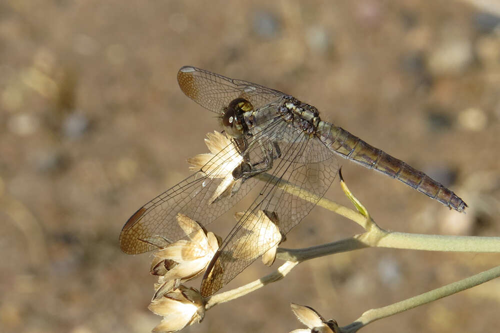 Image de Erythrodiplax atroterminata Ris 1911