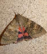 Image of french red underwing