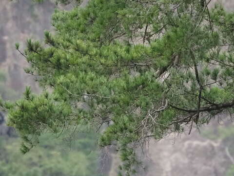 Image of Taiwan White Pine