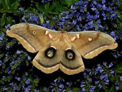 Image of Antheraea subgen. Telea Hübner (1819)