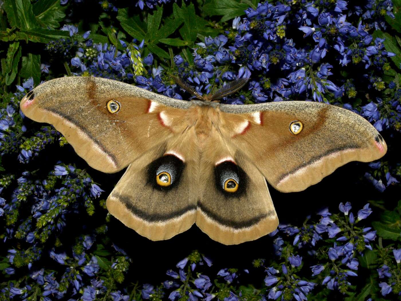 Image de Antheraea subgen. Telea Hübner (1819)