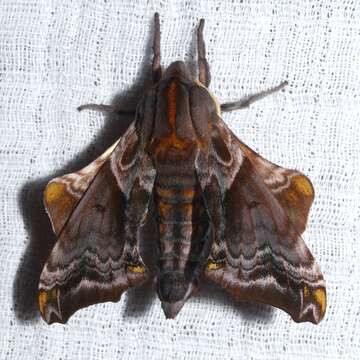 Image of Small-eyed Sphinx