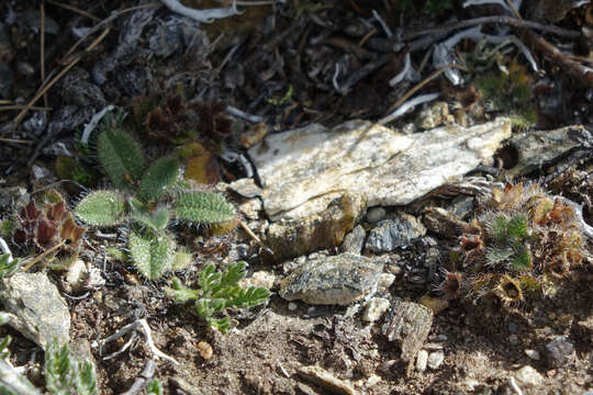 Image of Myosotis antarctica Hook. fil.