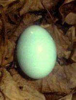 Image of Yellow-legged Tinamou