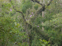 Image of Cattleya loddigesii Lindl.