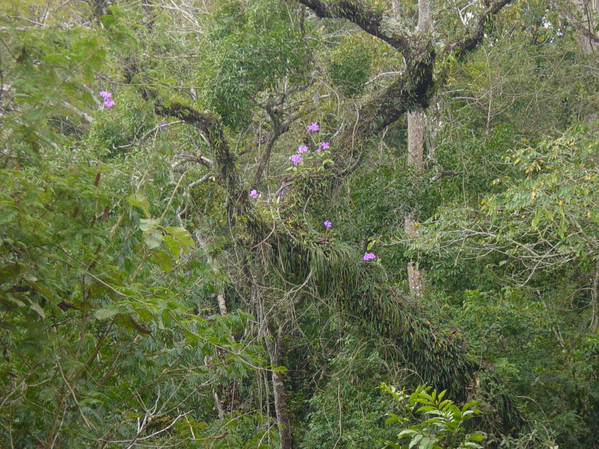 Imagem de Cattleya loddigesii Lindl.