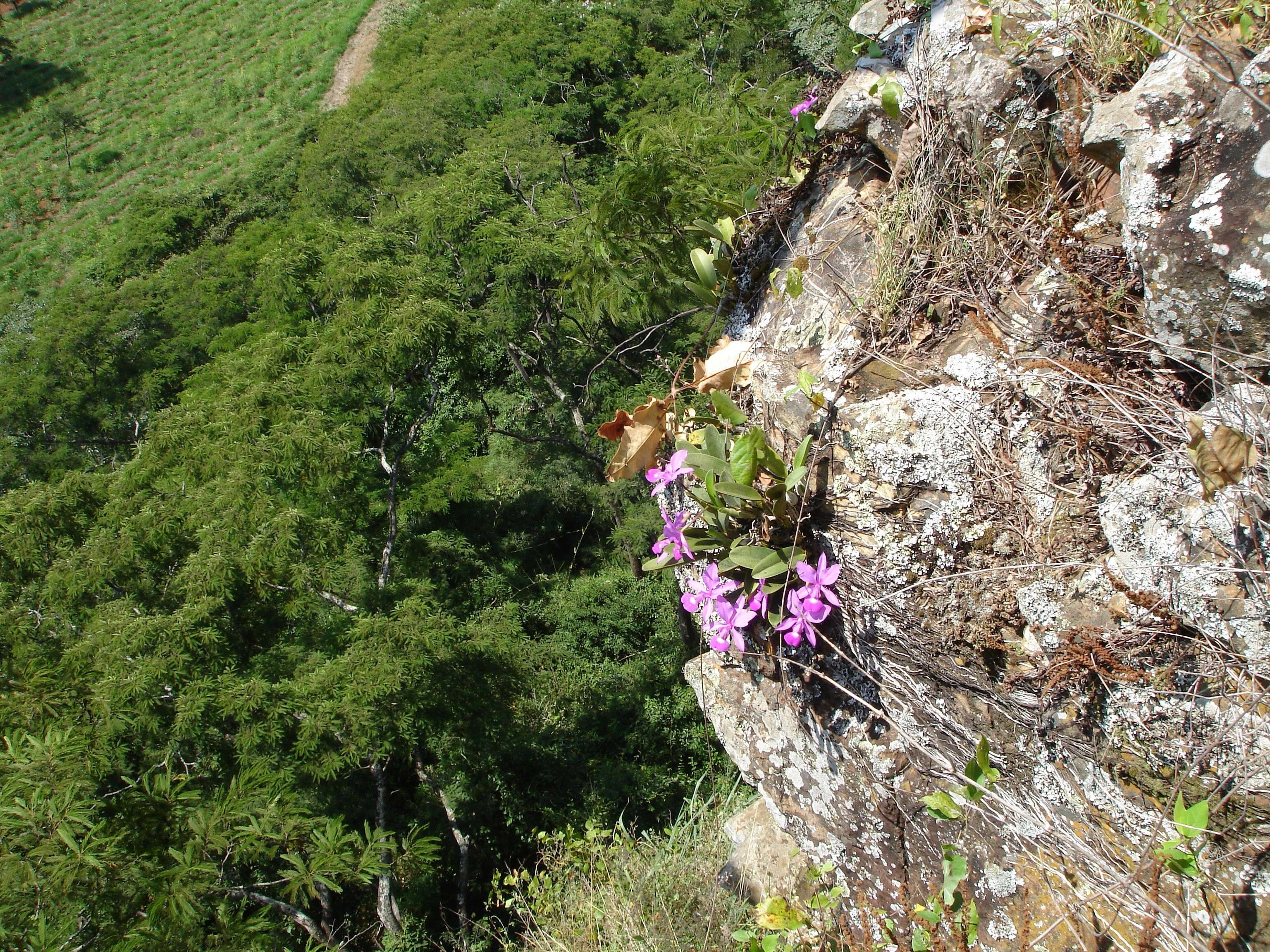 Imagem de Cattleya walkeriana Gardner