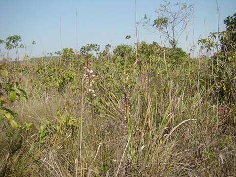 Image of Cyrtopodium hatschbachii Pabst