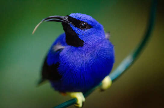 Image of Shining Honeycreeper