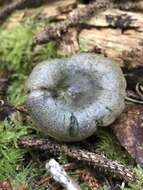 Image of Red Pine Mushroom