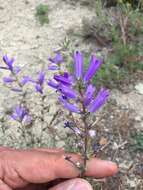 Image of Campanula ptarmicifolia Lam.