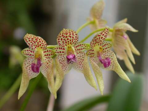 Image of Bulbophyllum guttulatum (Hook. fil.) N. P. Balakr.