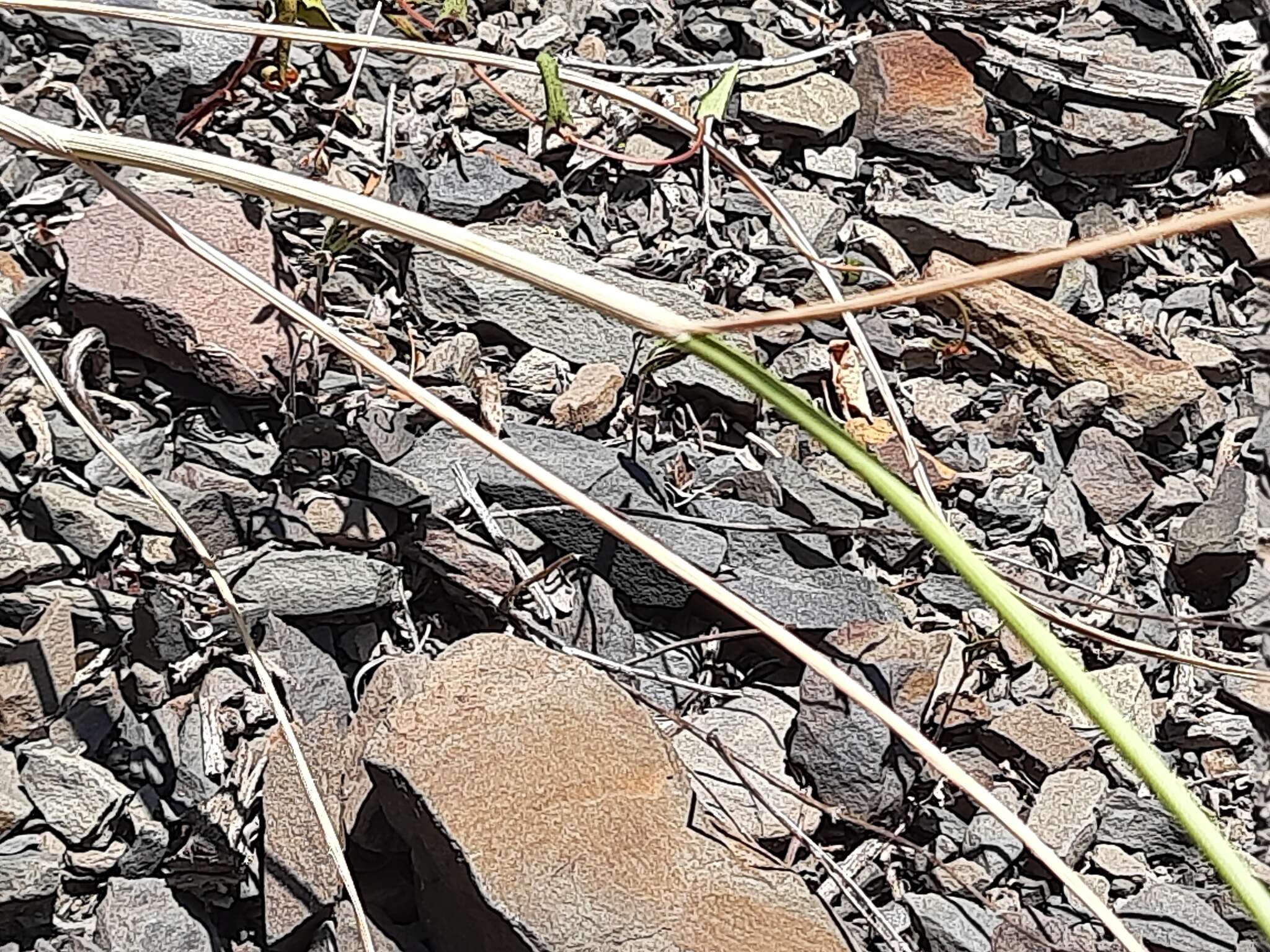 Image of Allium fuscoviolaceum Fomin