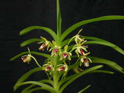 Image of Vanda cristata Wall. ex Lindl.