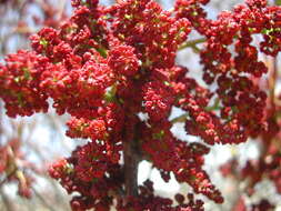 Image of Cyprus turpentine