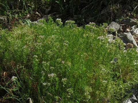 Image de Drypis spinosa subsp. spinosa