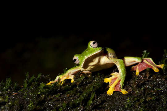 Image of Malabar Gliding Frog