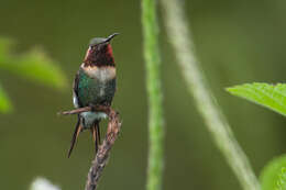 صورة Chaetocercus bombus Gould 1871