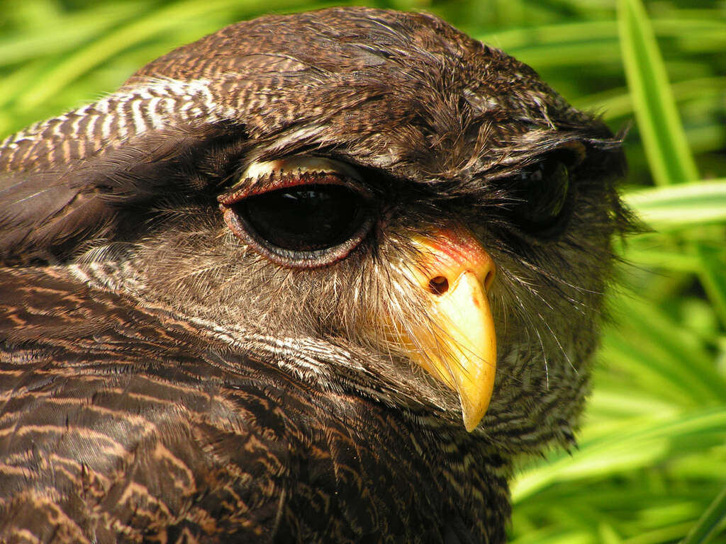 Image of Barred Eagle-Owl