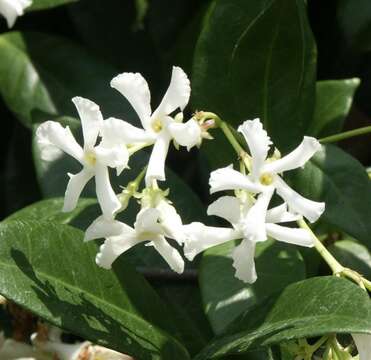 Image of Star-jasmine or Confederate-jasmine