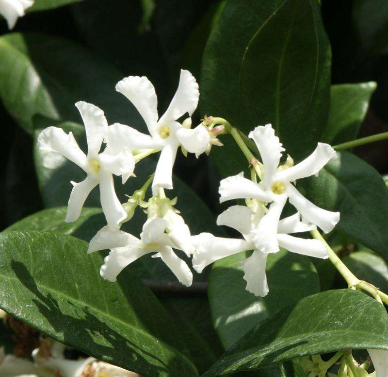 Image of Star-jasmine or Confederate-jasmine