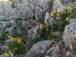 Imagem de Narcissus scaberulus subsp. calcicola (Mendonça) Aedo