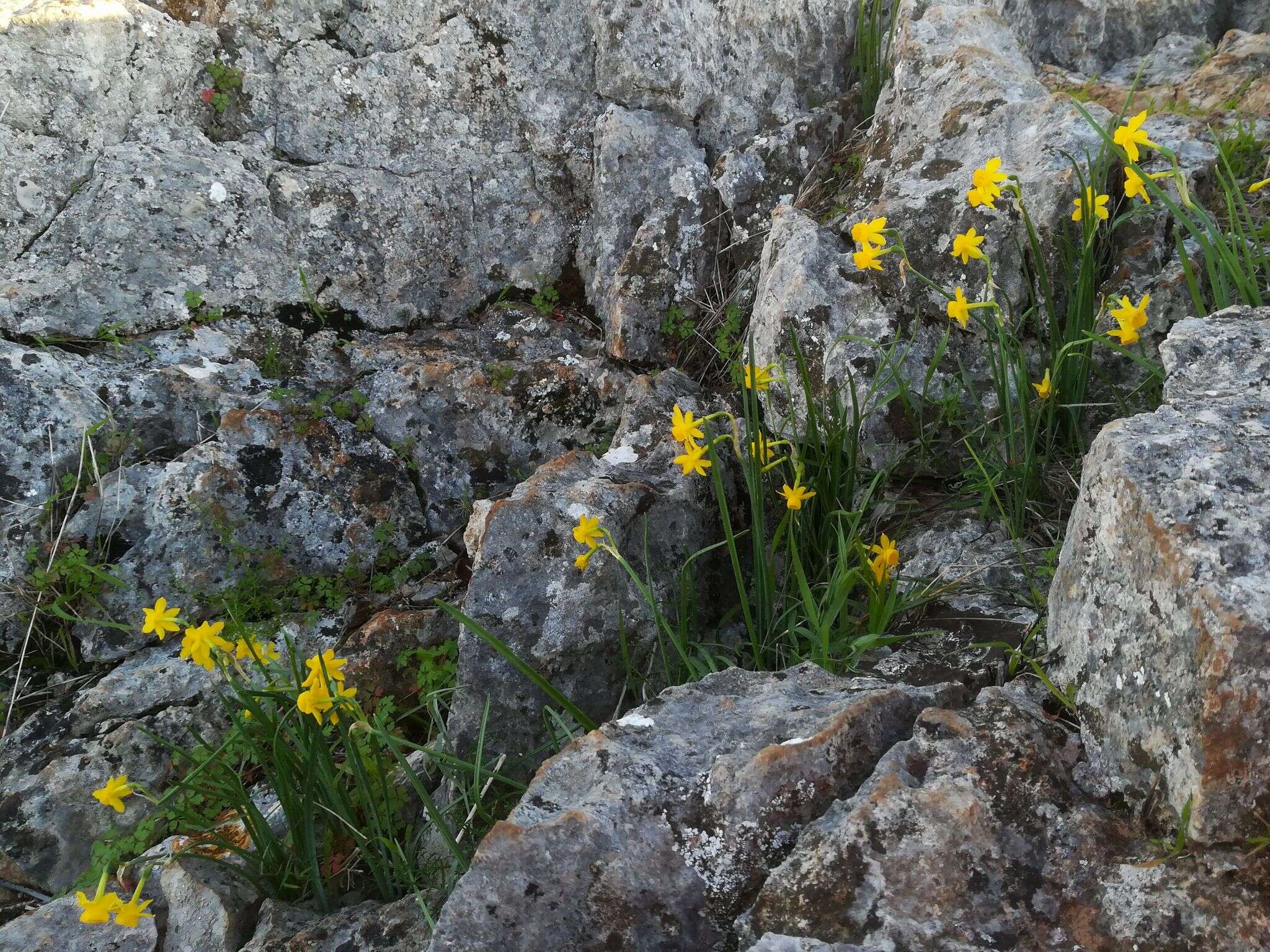 Слика од Narcissus scaberulus subsp. calcicola (Mendonça) Aedo