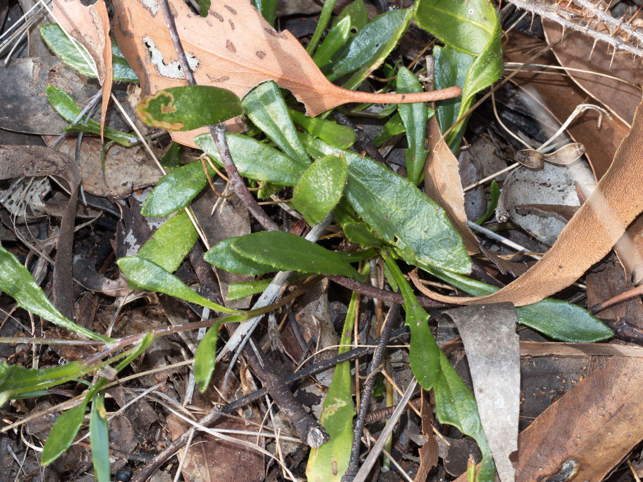 Image of Goodenia lanata R. Br.