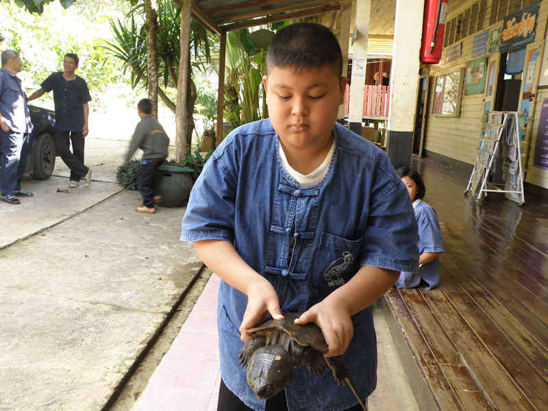 Image of Big-headed Turtle