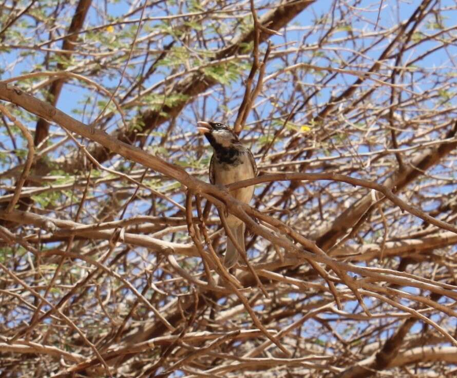 Image of Passer domesticus niloticus Nicoll & Bonhote 1909