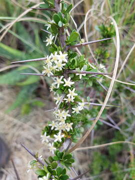 Plancia ëd Gymnosporia polyacantha (Sond.) Szyszyl.