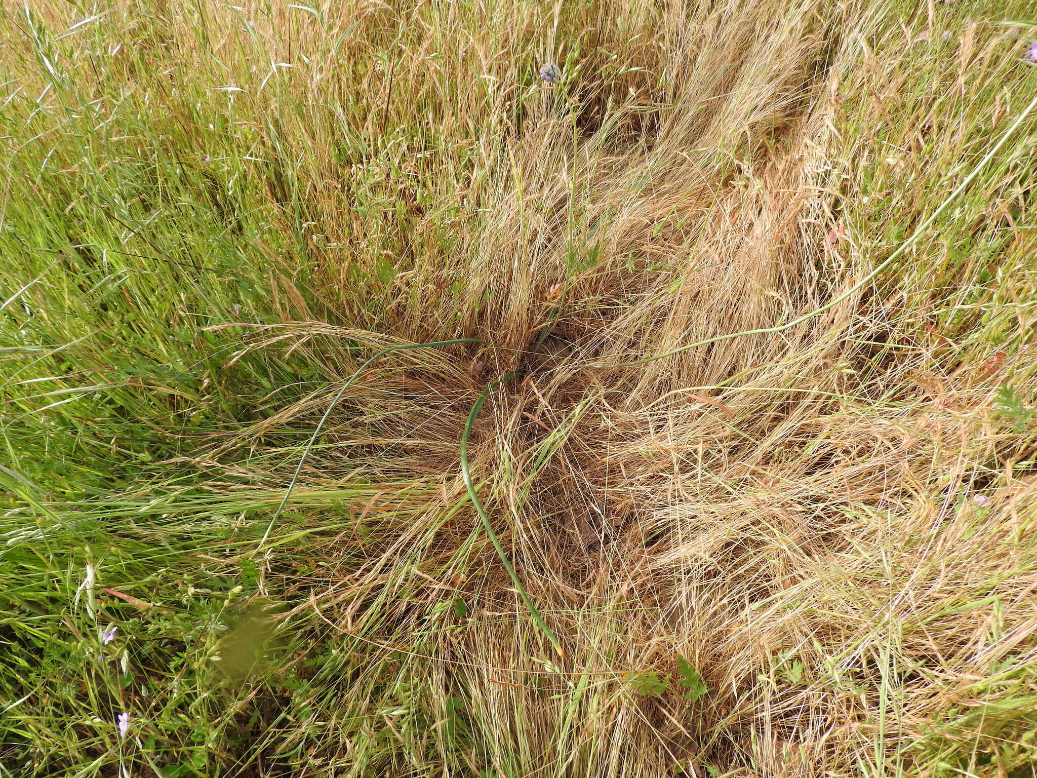 Image of roundtooth snakelily