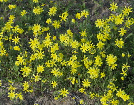 Image of eastern groundsel