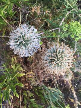 Image of Echinops spinosissimus subsp. neumayeri (Vis.) Kozuharov